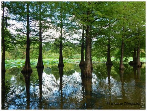 Grüner Wald mit Zypressen, reflektierend im Wasser eines ruhigen Gewässers.