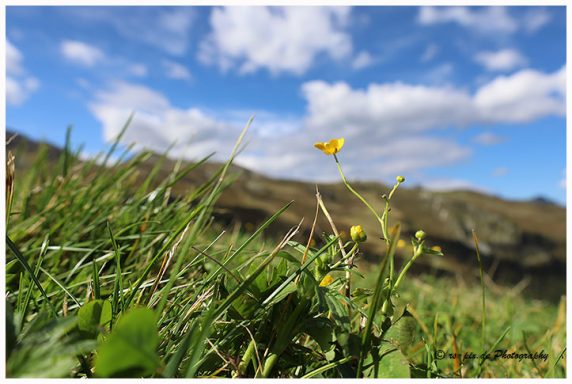 Gelbes Blütenpflänzchen in grünem Gras vor einem bewölkten Himmel in den Bergen.