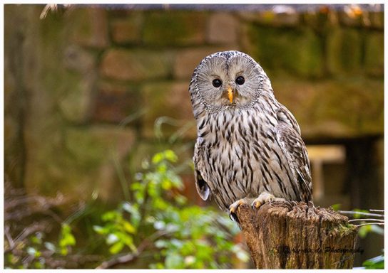 Eule mit grauen Federn sitzt auf einem Holzstamm vor verschwommenem Hintergrund.