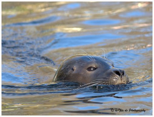 Eine Robbe schwimmt im Wasser und schaut neugierig heraus.
