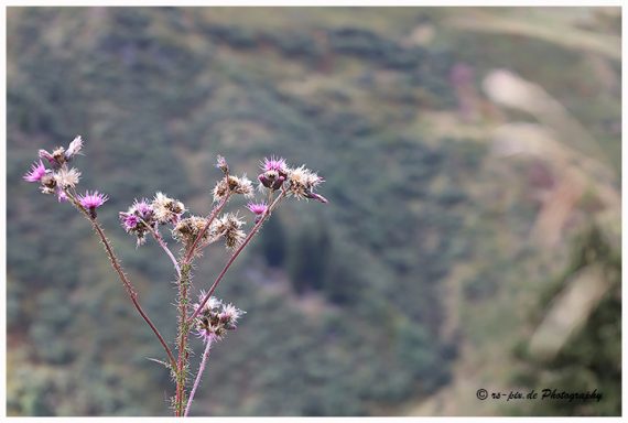Wildblumen mit lila Blüten vor einer grünen Hügellandschaft.