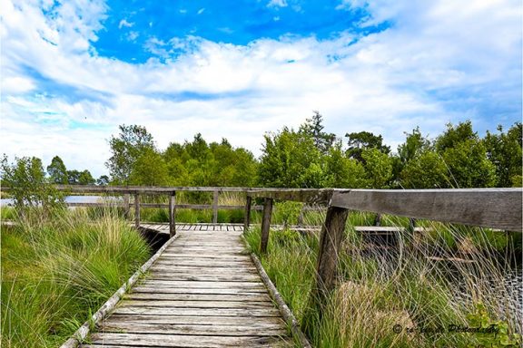 Holzsteg durch grüne Vegetation unter einem blauen Himmel mit weißen Wolken.