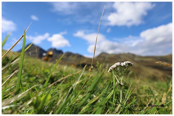 Eine Wiese mit einem einzelnen weißen Blütenstängel und Hügeln im Hintergrund.
