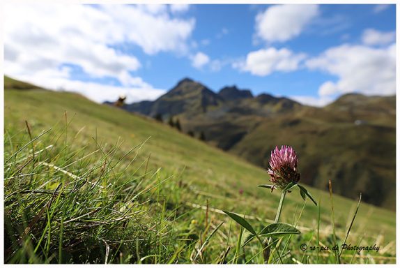 Eine blühende Klee-Pflanze auf einer Wiese mit Bergen im Hintergrund und blauem Himmel.