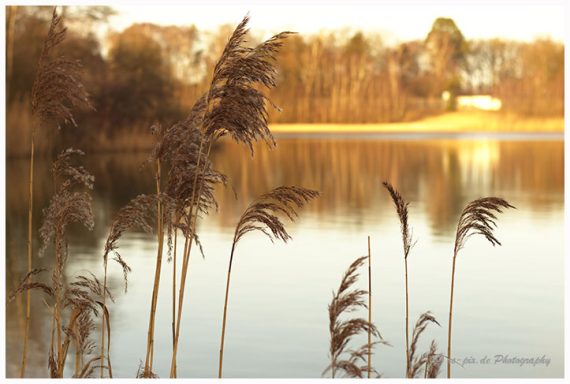 Schilf wächst am Rand eines ruhigen Sees mit reflektierendem Wasser und sanfter Landschaft im Hintergrund.